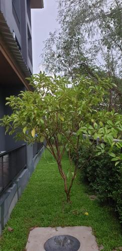 a small tree in the grass next to a building at The Lantern Suites in Ban Song Hong