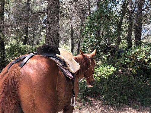 a brown horse standing in the woods with a saddle at CAL PUIG, ENOTURISMO RURAL entre Viñas y Bosques in Juncosa