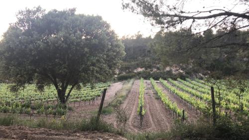 a field of vines with a tree in the middle at CAL PUIG, ENOTURISMO RURAL entre Viñas y Bosques in Juncosa