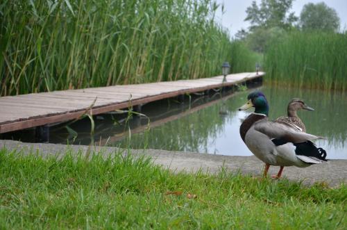Animales en el apartamento o alrededores