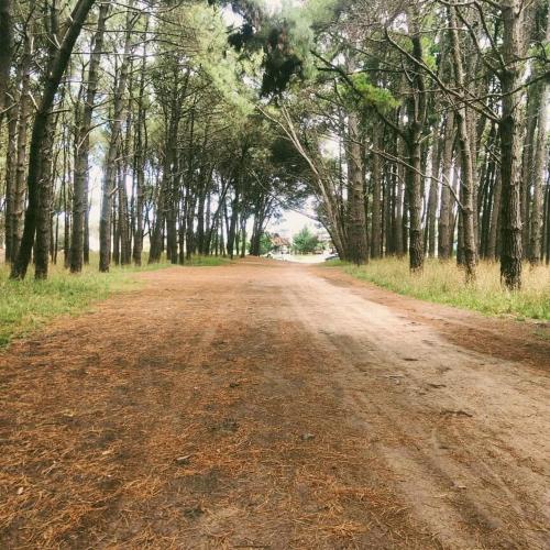 a dirt road with trees on either side at Casacubo Necochea in Necochea