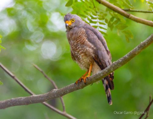 a bird perched on top of a tree branch at Uvita Paradise in Uvita