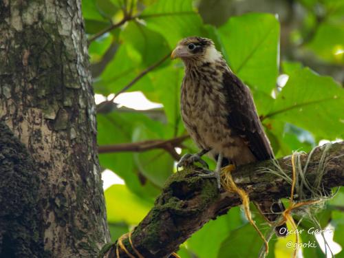 a bird is sitting on a tree branch at Uvita Paradise in Uvita
