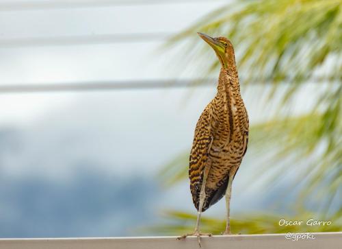 a bird standing on a ledge with its beak up at Uvita Paradise in Uvita