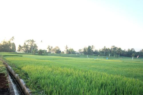 a field of green grass with trees in the background at Ayuna Family Ubud in Ubud