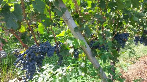 a bunch of red grapes hanging from a tree at Laghi d'Insubria in Albizzate