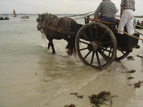 a horse pulling a cart in the water at ty dreux entre terre et mer in Saint-Thégonnec