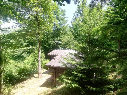 a wooden cabin in the middle of a forest at Zlatar Lake - cottage in Kokin Brod
