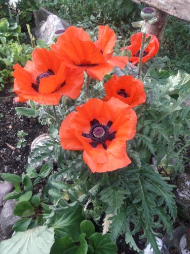 a group of red poppies in a garden at Hilde in Lungötz