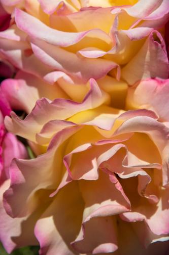 a close up of a pink and yellow flower at Casa Tita María in Bubión