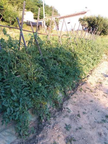 a hedge of plants next to a fence at CAMPO BASE B&B in SantʼAngelo in Pontano