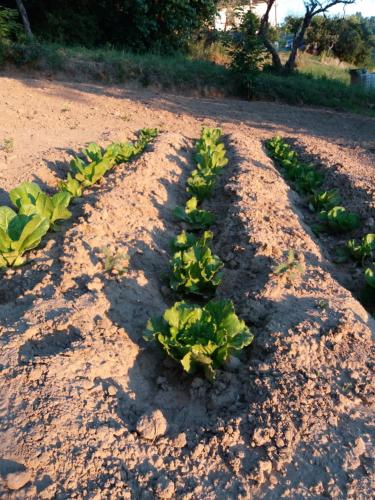 a row of green plants in the dirt at CAMPO BASE B&B in SantʼAngelo in Pontano