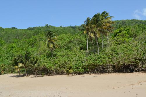 a beach with palm trees on the side of a hill at Middle Country 97-1 "la recette du bonheur" in Deshaies