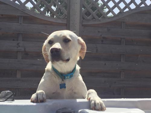 a white dog is sitting on a table at Saving Grace with private hot tub in Bawdeswell