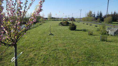 a field with a tree with pink flowers on it at Ranczo u Stefana in Ustronie Morskie