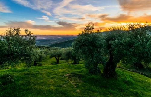 a group of trees on a hill at sunset at Gredos Loft in Arenas de San Pedro