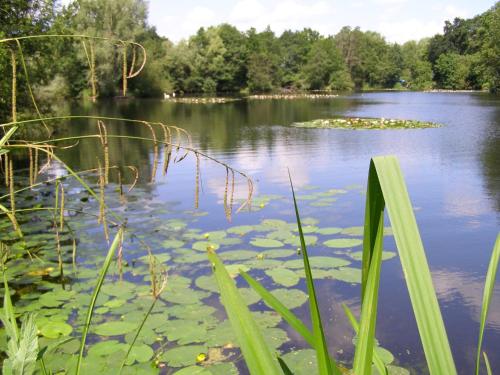a lake with lily pads in the water at Stone House Farm (Adults Only) in Lyng