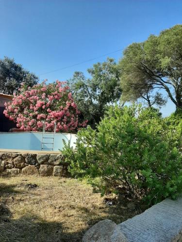 un jardín con flores rosas en una casa en Villa Giuseppina, en Bonifacio