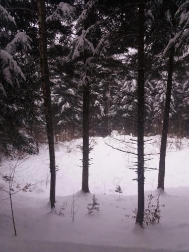 a group of trees in a snow covered forest at Ялинка in Migovo