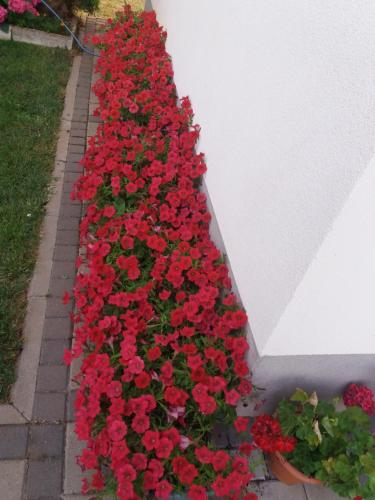 a row of red flowers on the side of a building at Pansion Ljubica in Međugorje