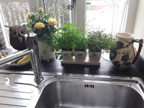 a kitchen counter with several potted plants on a window sill at THE RETREAT in Hereford