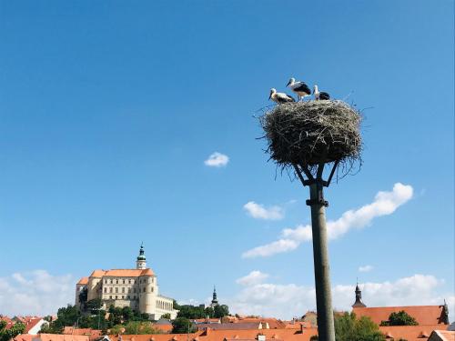 Fotografie z fotogalerie ubytování Penzion Čáp v destinaci Mikulov