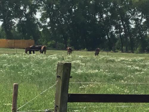 a group of horses grazing in a field with a fence at De Weije Wereld in Sint-Oedenrode