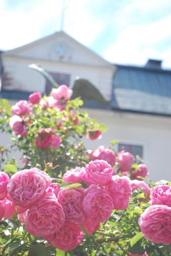 a bunch of pink roses in front of a house at Häringe Slott in Västerhaninge