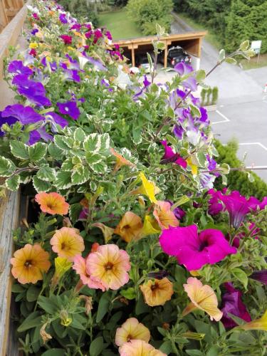 a bunch of colorful flowers in a garden at Haus Groder in Rauris