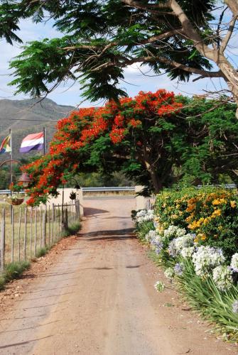a tree with red flowers on a dirt road at Die Fonteine Country Guesthouse and Glamping in Oudtshoorn