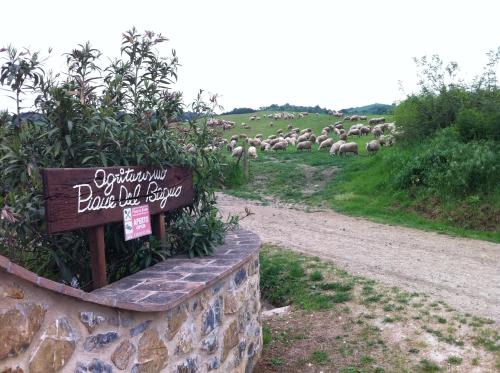 a herd of sheep grazing on a hill with a sign at Piane Del Bagno in Saturnia