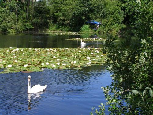 dos cisnes blancos nadando en un estanque con lirios en Stone House Farm (Adults Only), en Lyng