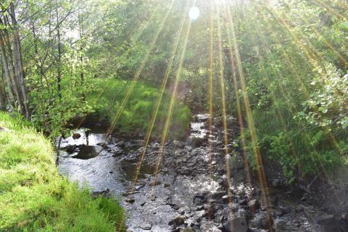 a bridge over a stream in a forest at Healing Pastures Farm in Llanbrynmair