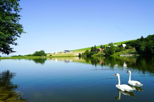 two swans swimming in a lake with a house in the background at Luxury Villa in Moravany nad Váhom