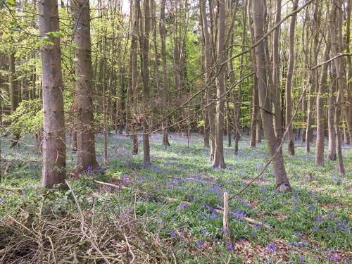 a forest filled with blue flowers and trees at Ivy Todd cottage in Debden