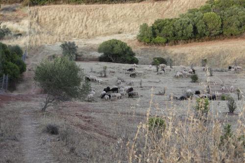 a herd of animals grazing in a field at Monte do Parral in Santiago do Cacém