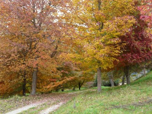 a group of trees with leaves on a dirt road at Orinoco Country Retreat in Ngatimoti