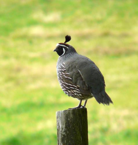 a bird sitting on top of a wooden post at Orinoco Country Retreat in Ngatimoti