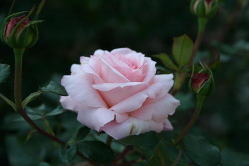 a pink rose is growing on a plant at Hotel Seeblick garni in Gartow