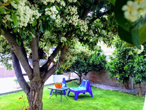two blue chairs and a table under a tree at Casa de Férias MariCeu Mirandela in Mirandela