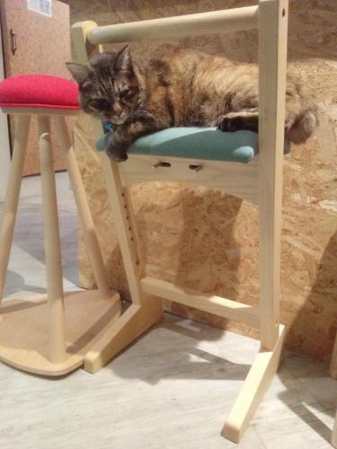 a cat laying on top of a chair at Asahikawa Ride in Asahikawa
