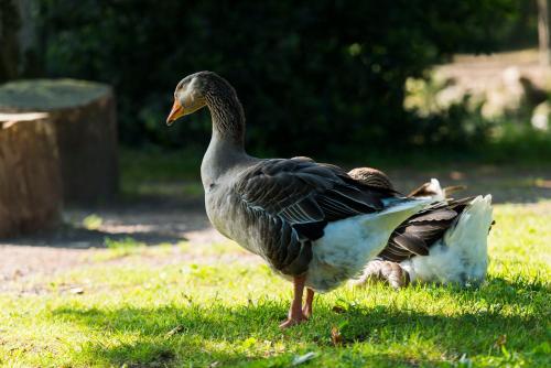 Photo de la galerie de l'établissement Chateau De La Plinguetiere, à Saint-Aignan-Grand-Lieu