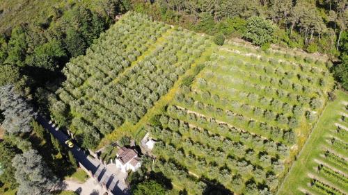 an overhead view of a bunch of trees with a road at Hotel Albergo Villa Marta in Lucca