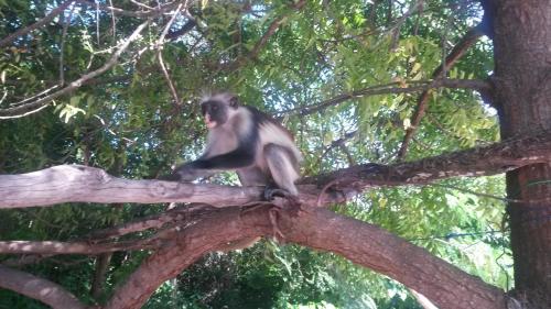 a monkey sitting on top of a tree branch at Stay House in Jambiani