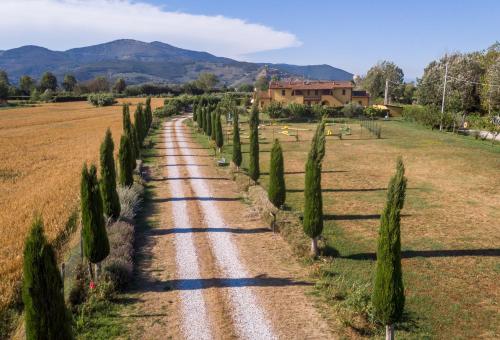 a road with cypress trees in a field at il Chiassetto Agriturismo No Kids in Cascina