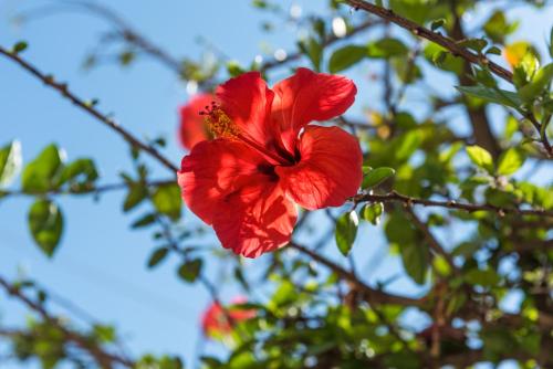a red flower is hanging from a tree at Pansion Ermioni in Skala