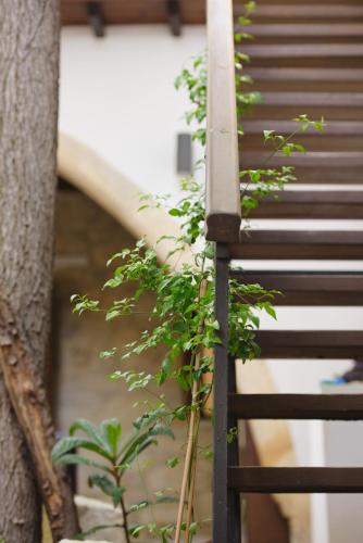 a plant is growing on the side of a bench at Serenity Boutique House in Vouni