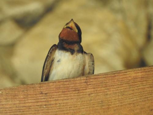 a bird sitting on top of a piece of wood at Exo Log Cottage in Jezero