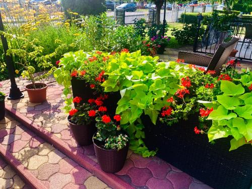 a group of potted plants on a bench in a garden at Barbara Vendégház in Balatonfüred