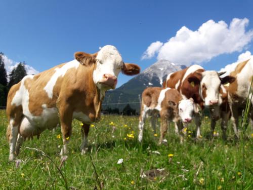 a herd of cows standing in a field of grass at Thoamlhof in Leutasch